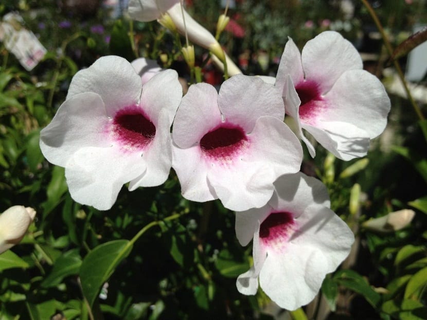 Pandorea Jasminoides6