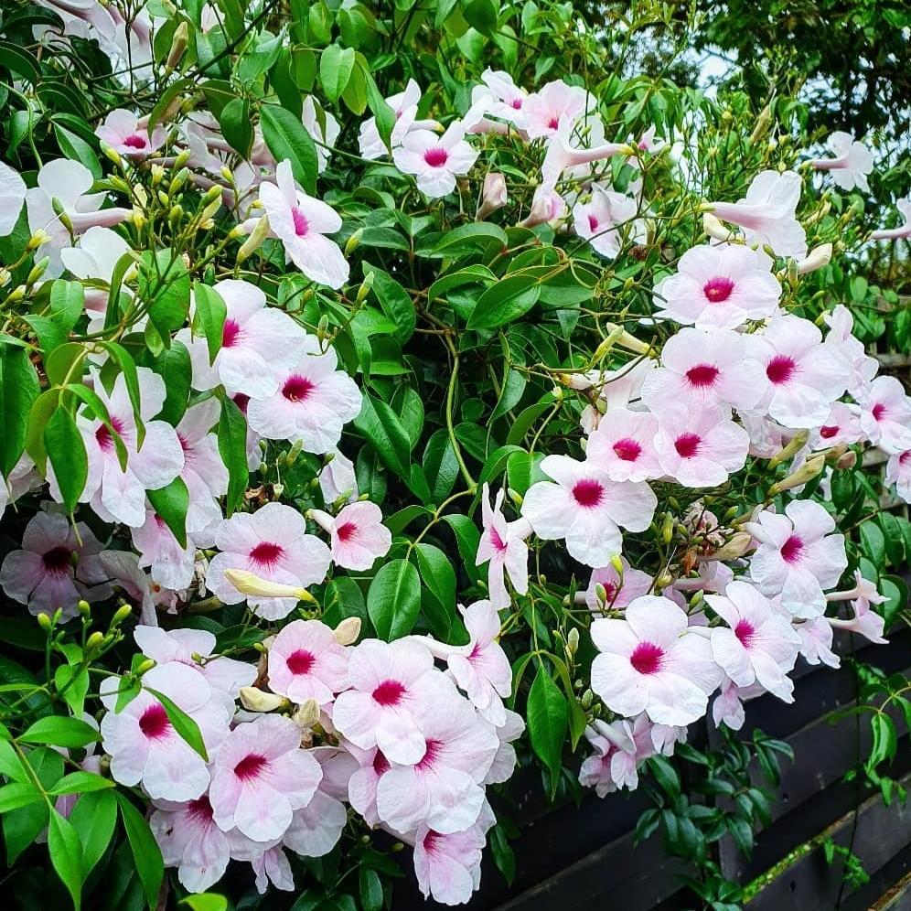 Pandorea_Jasminoides