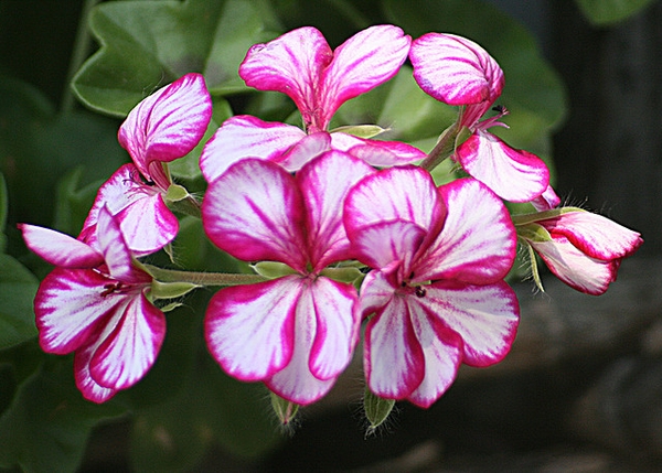 Pelargonium_peltatum