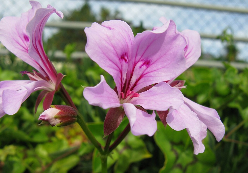 Pelargonium_peltatum