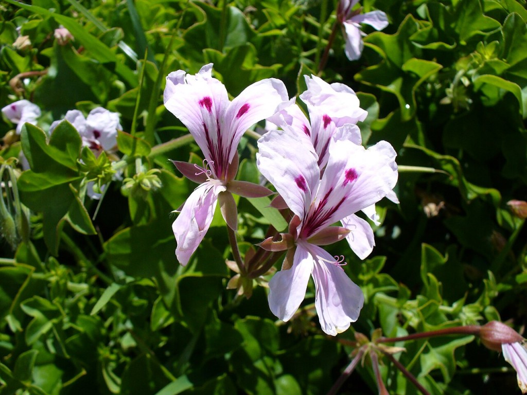 Pelargonium_peltatum