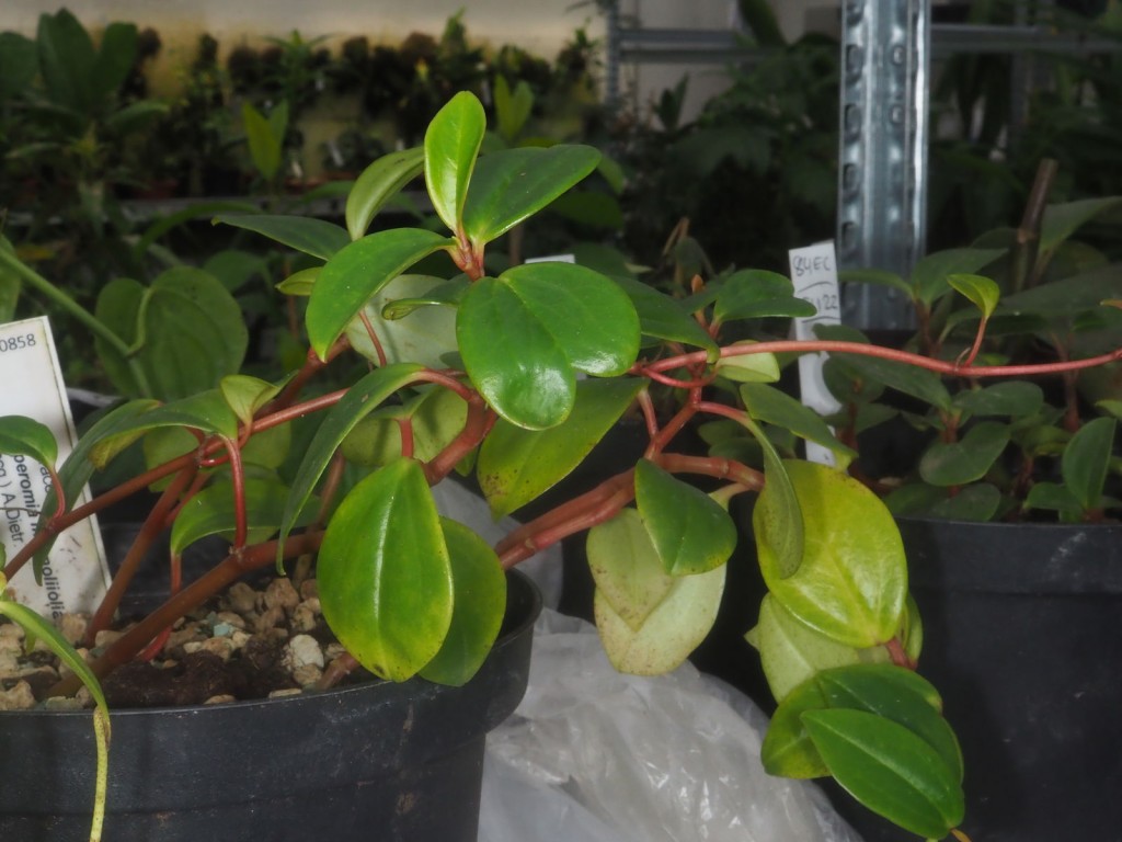 Peperomia Magnoliifolia