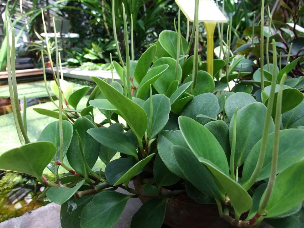 Peperomia Magnoliifolia3