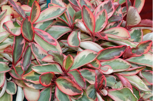 Peperomia Magnoliifolia5