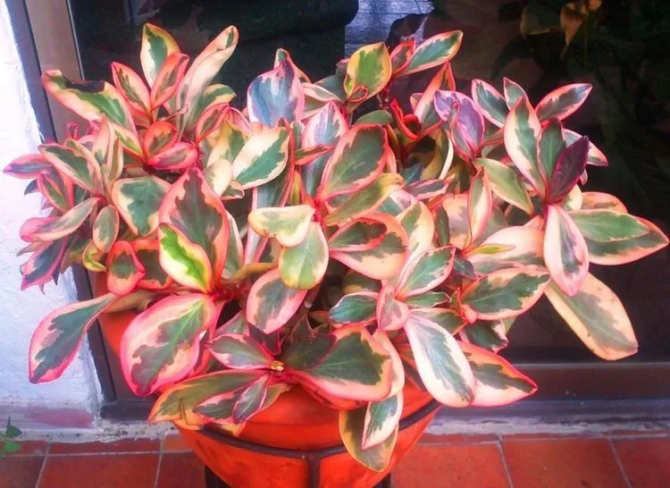 Peperomia clusiifolia2