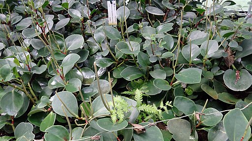 Peperomia_magnoliifolia