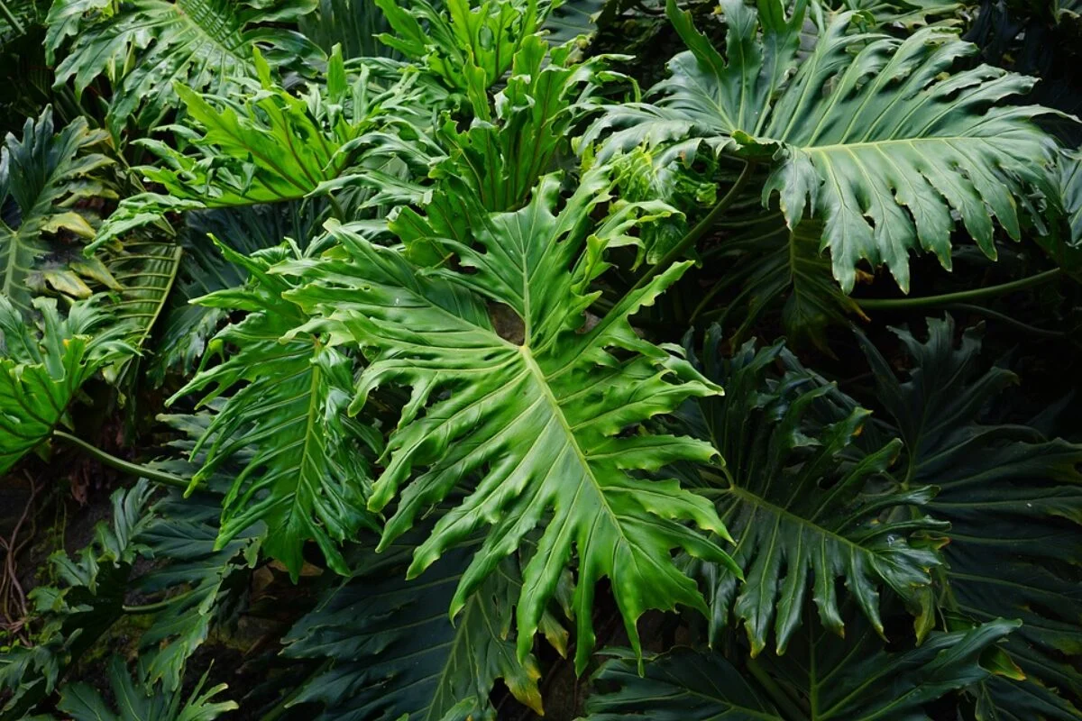 Philodendron-Bipinnatifidum