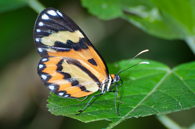 Placidula euryanassa