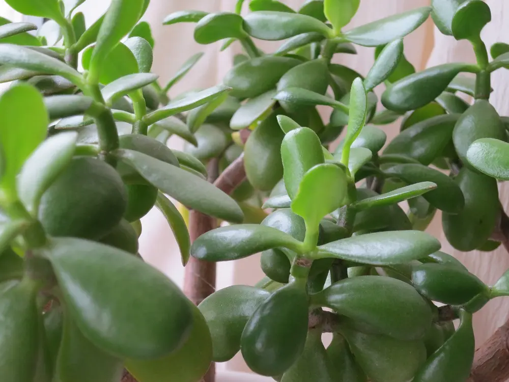 `Planta jade