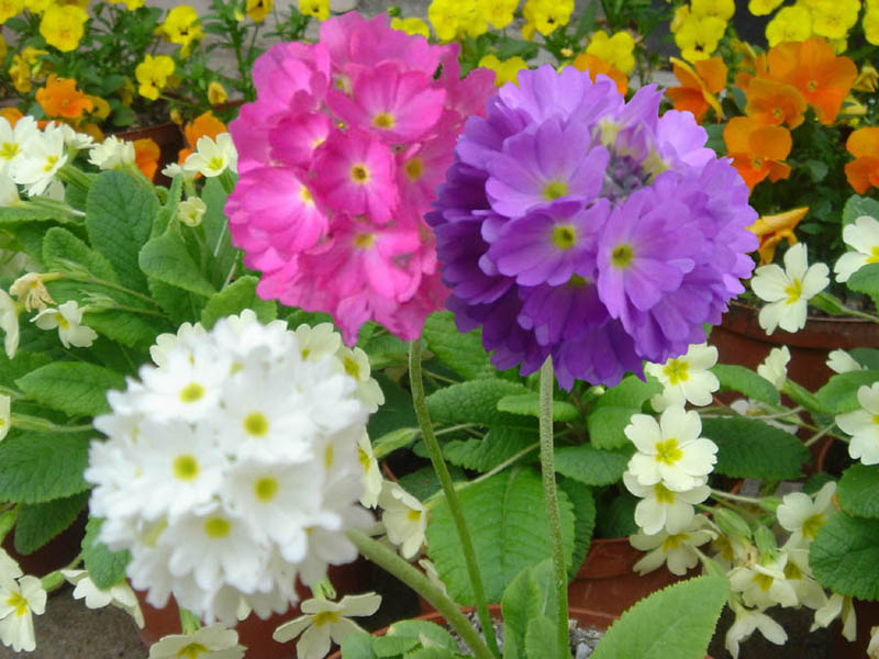 Primula_denticulata_4