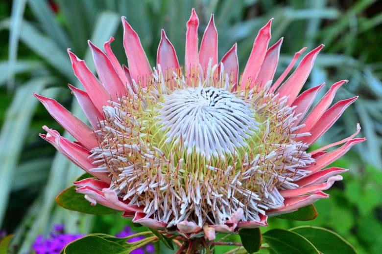 Protea cynaroides