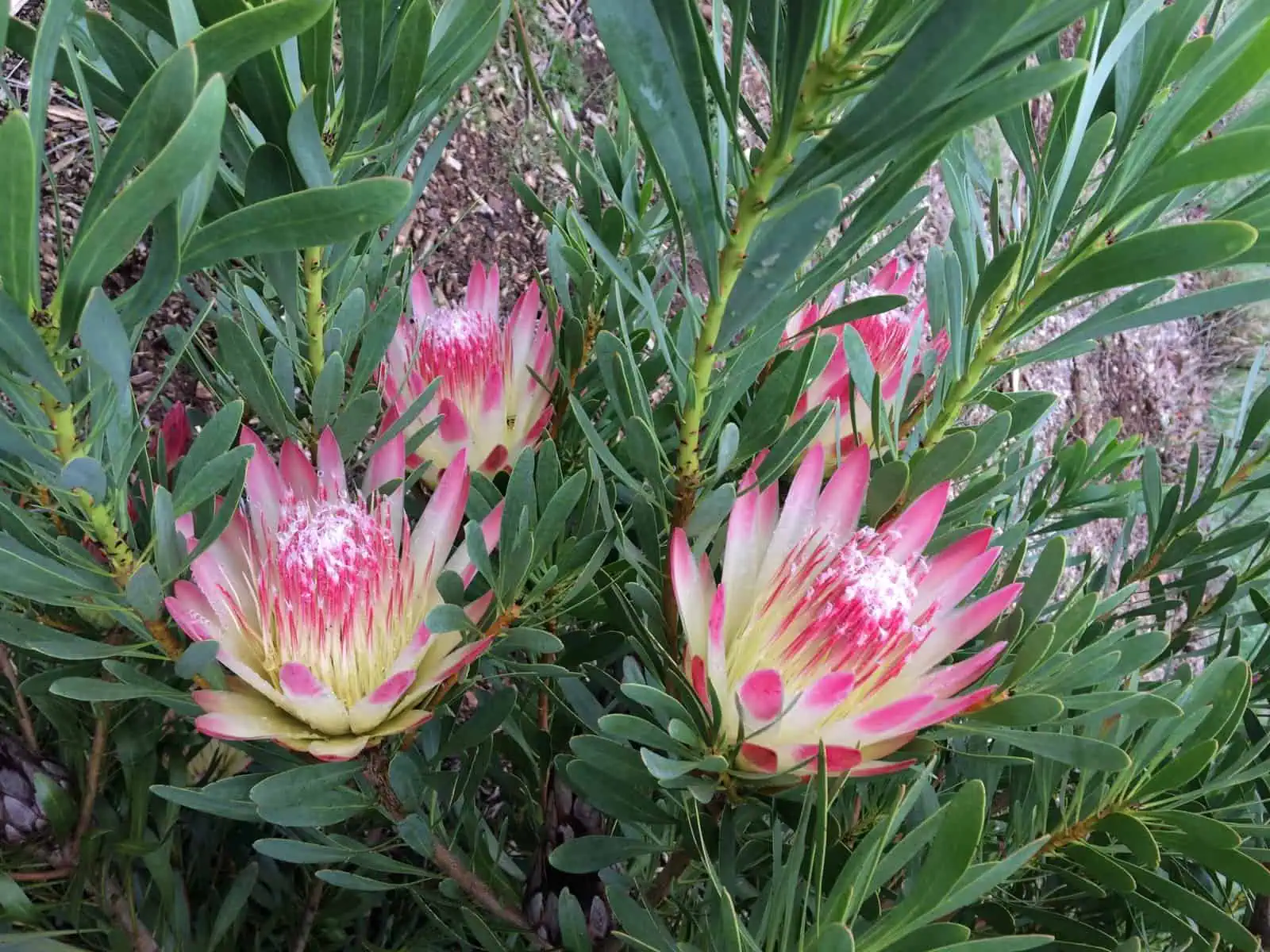 Protea neriifolia