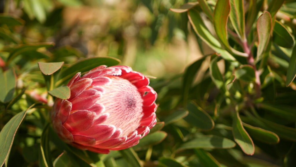 Protea repens