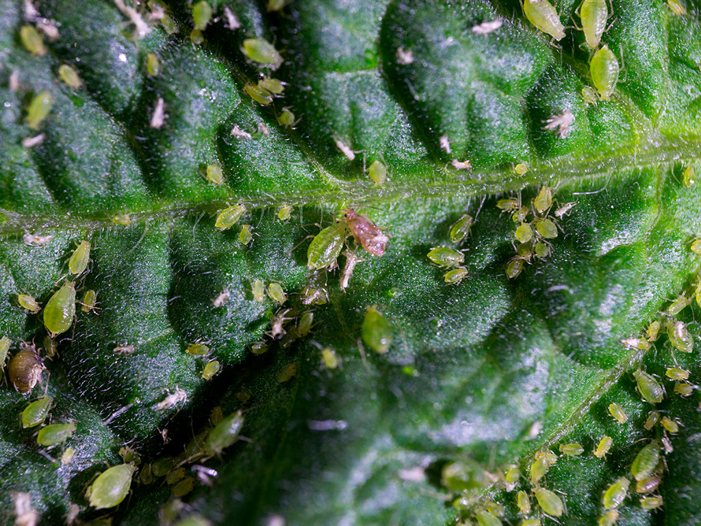 Pulgão verde do pêssego