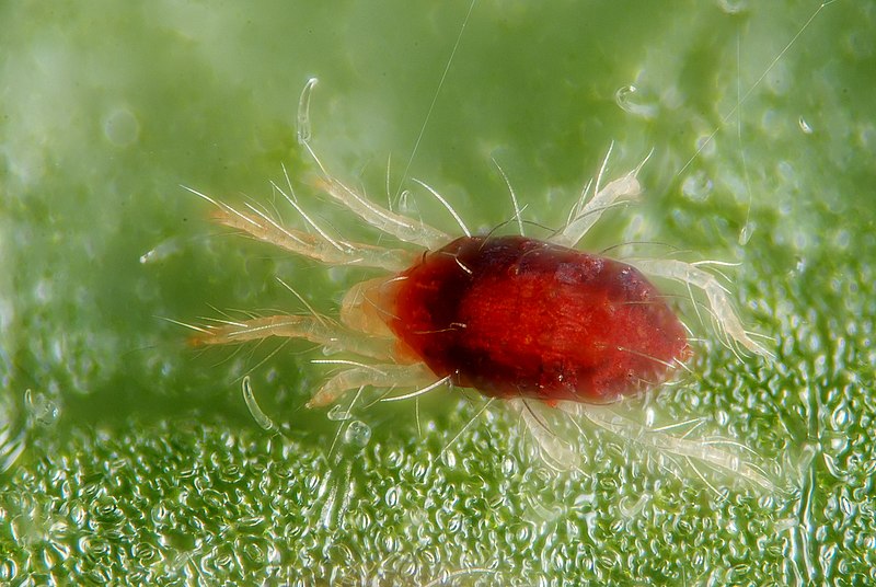 Red Mite