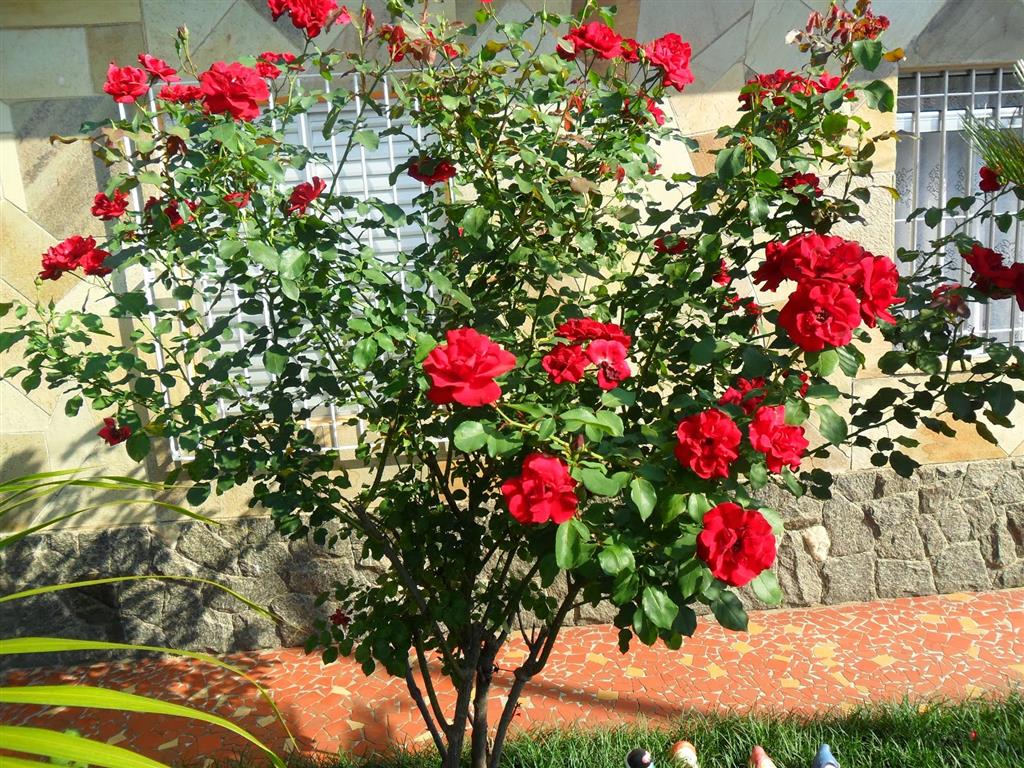 Roseira Vermelha 
