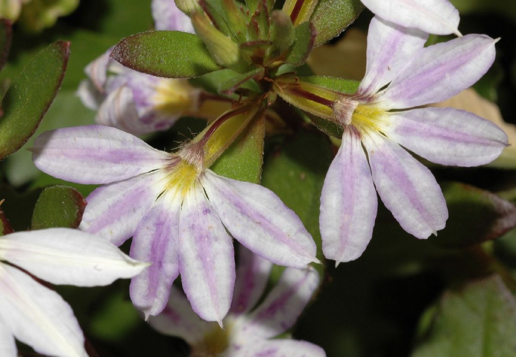 Scaevola aemula