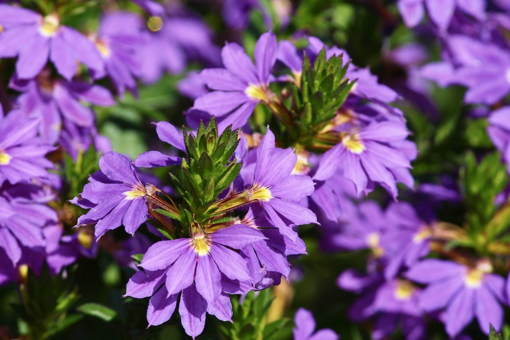 Scaevola aemula4