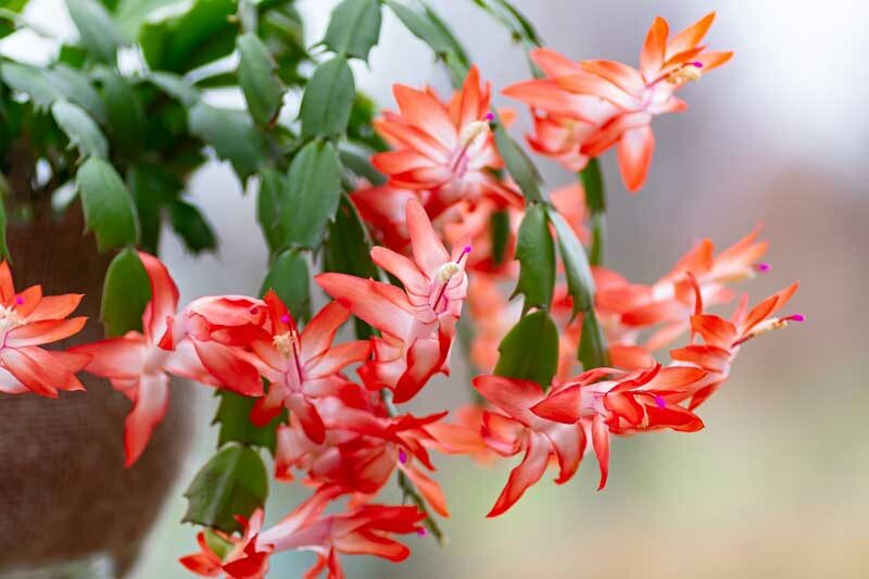 Schlumbergera truncata