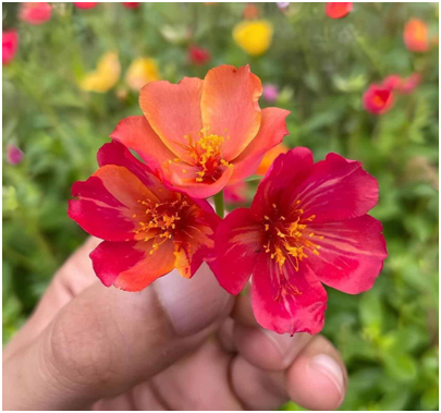 Portulaca grandiflora