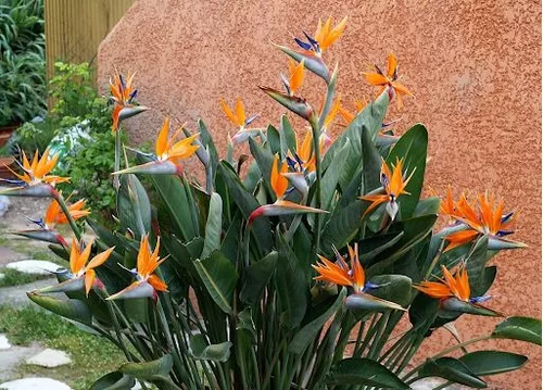 Strelitzia reginae