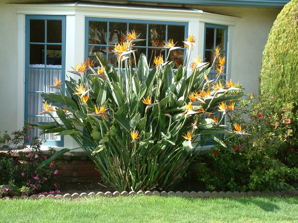 Strelitzia reginae8