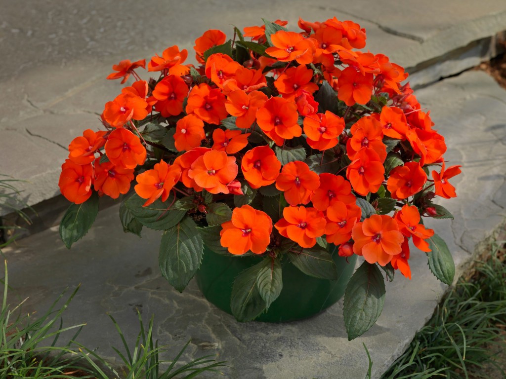 SunPatiens1