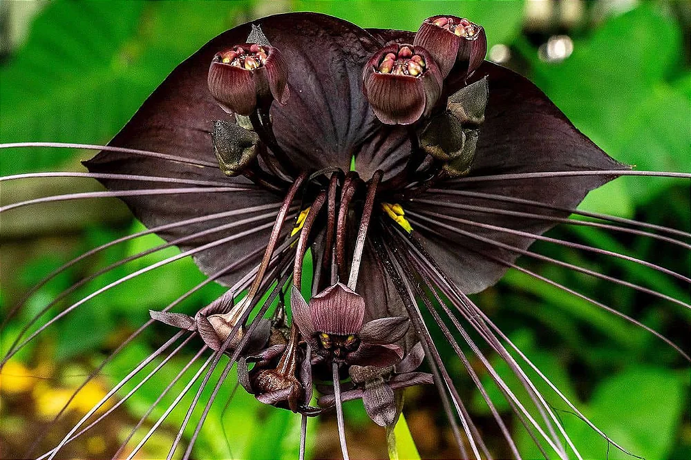 Tacca chantrieri