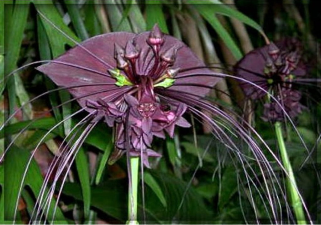 Tacca chantrieri5