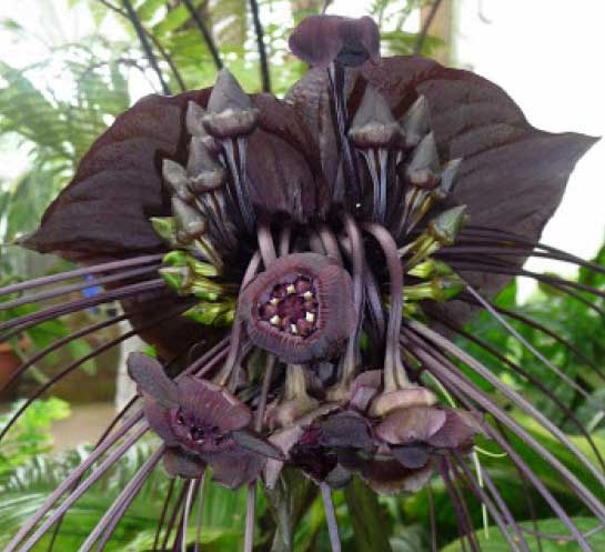 Tacca chantrieri8