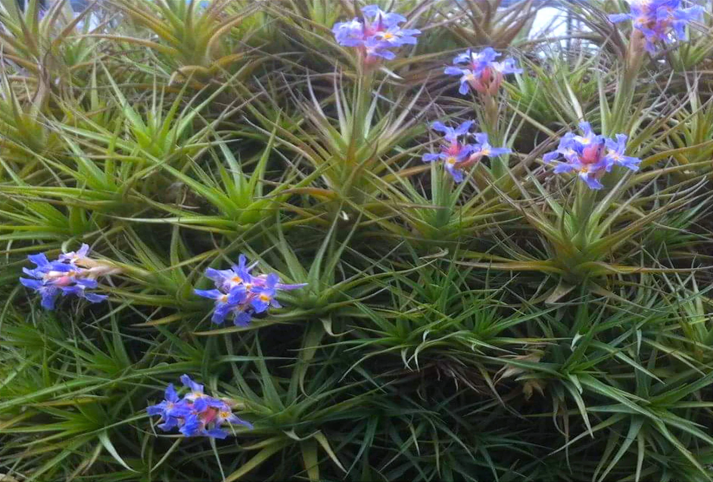 Tillandsia Bergeri