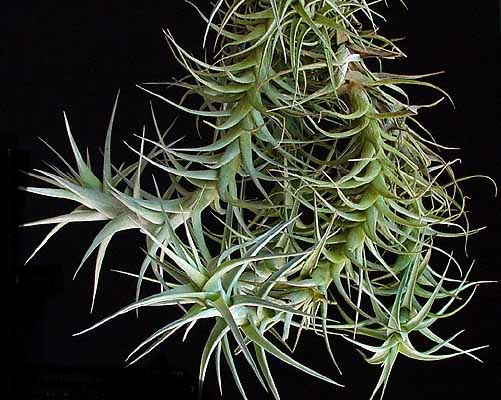 Tillandsia-Bergeri1