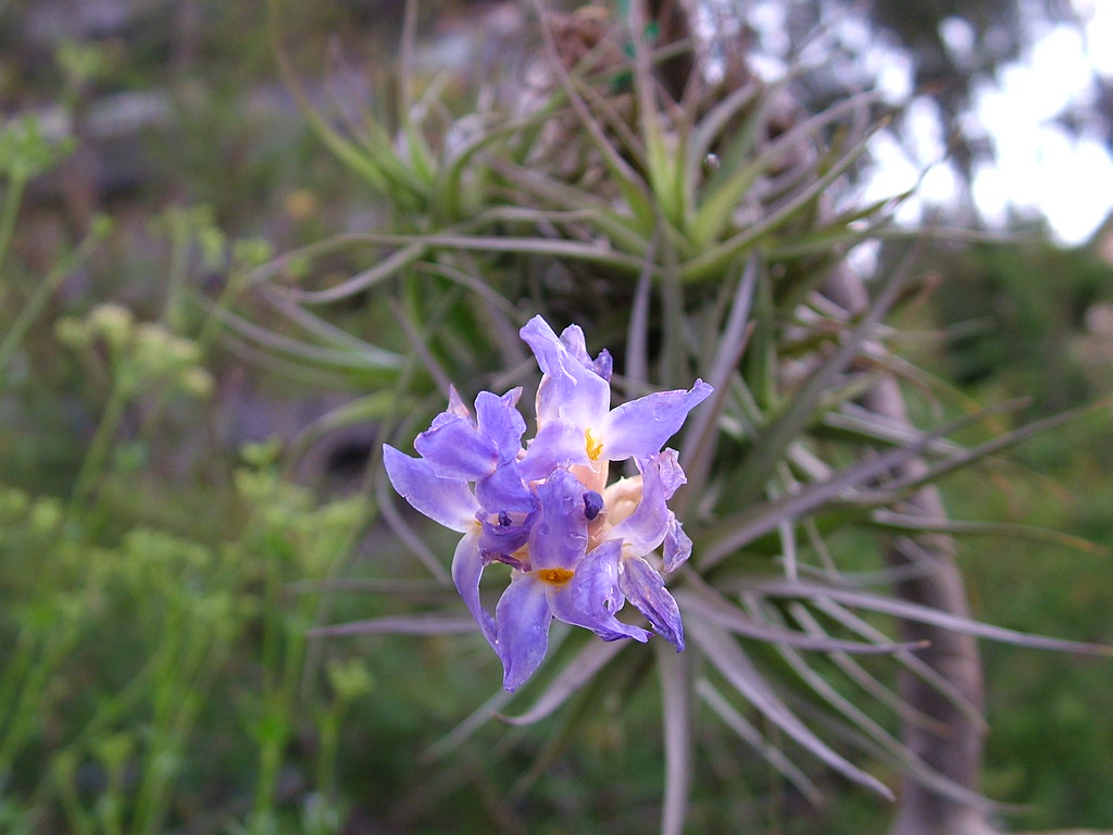 Tillandsia Bergeri8