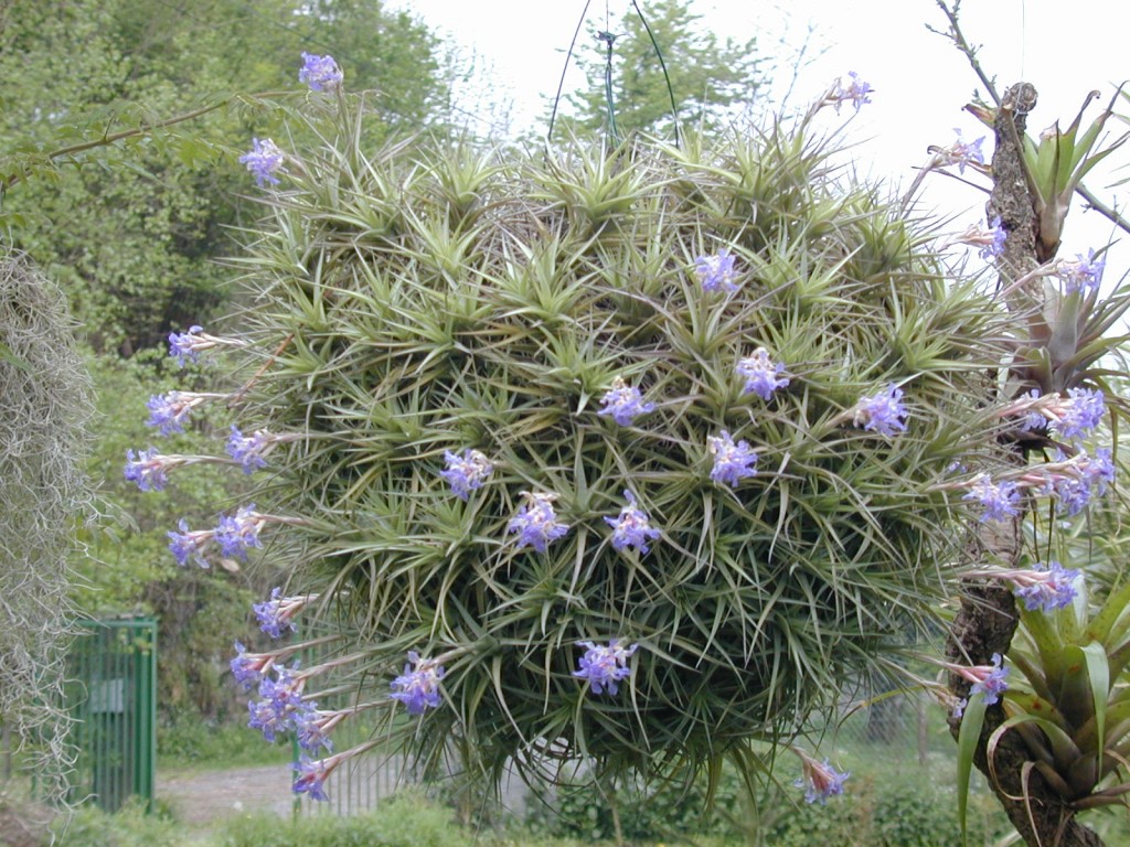 Tillandsia-bergeri