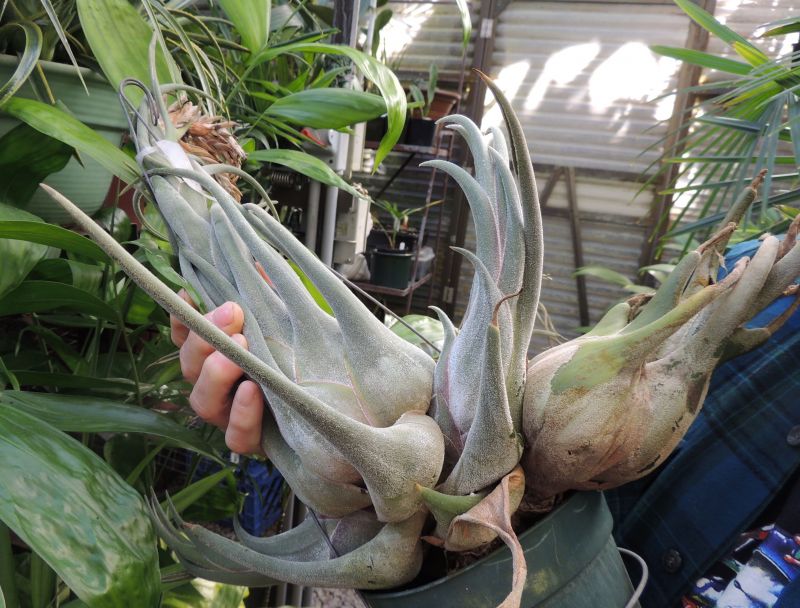 Tillandsia seleriana closer