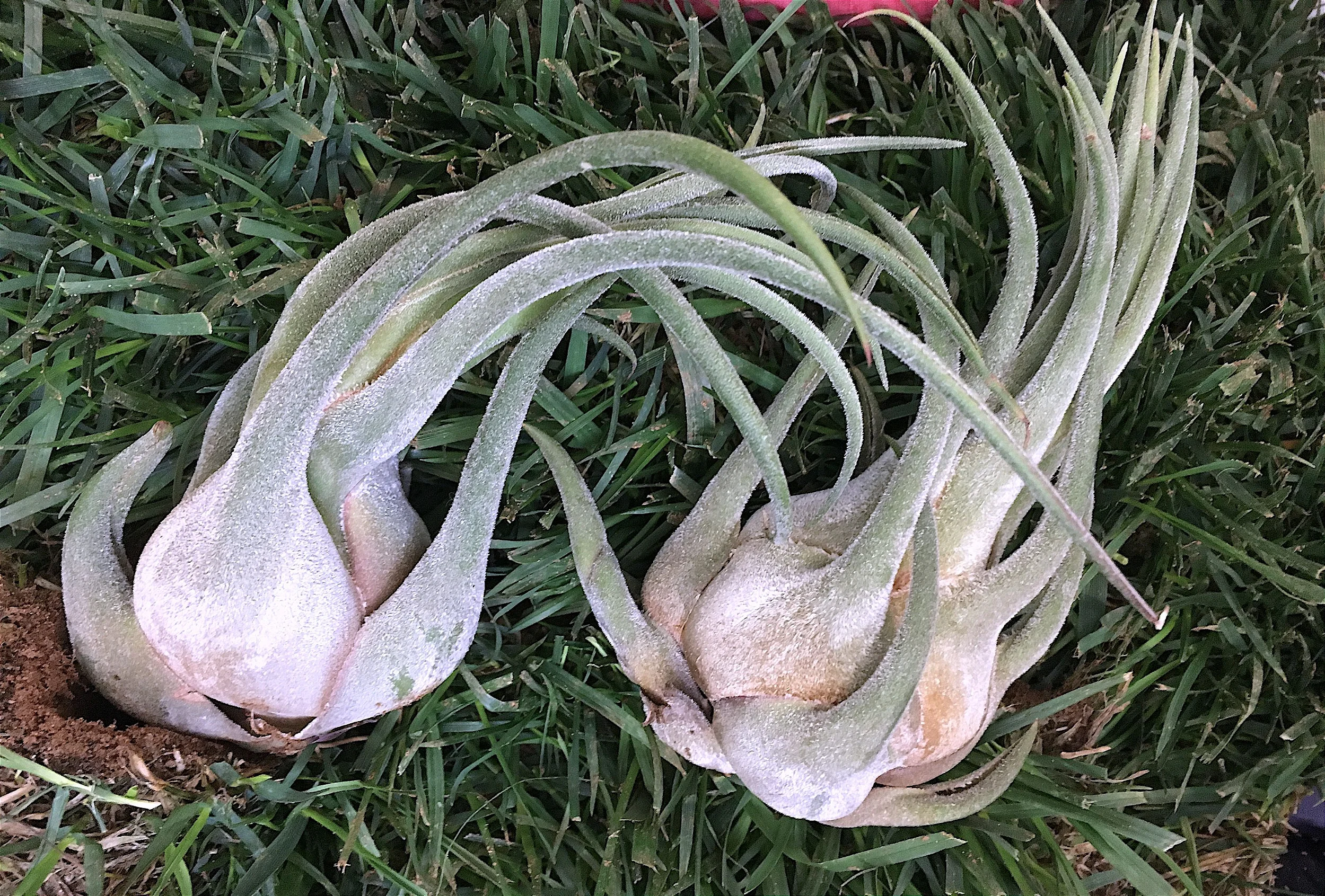 Tillandsia seleriana