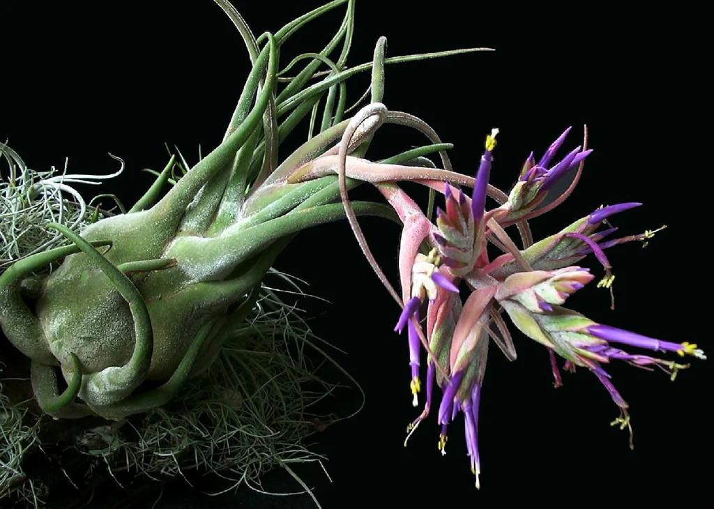 Tillandsia seleriana6