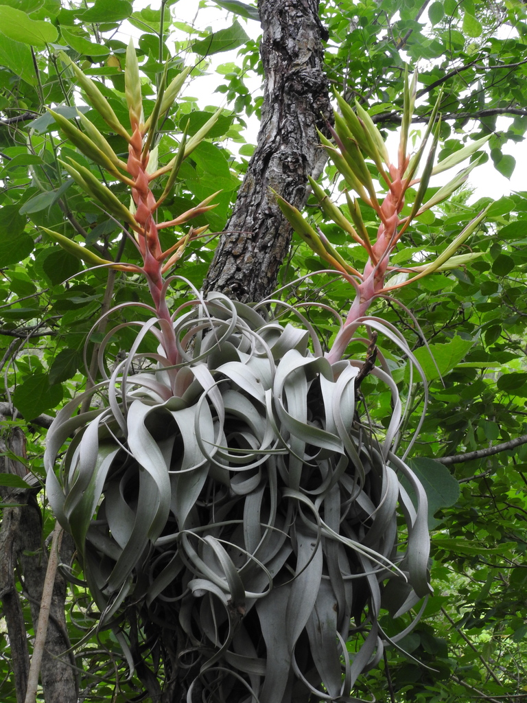 Tillandsia xerographica3