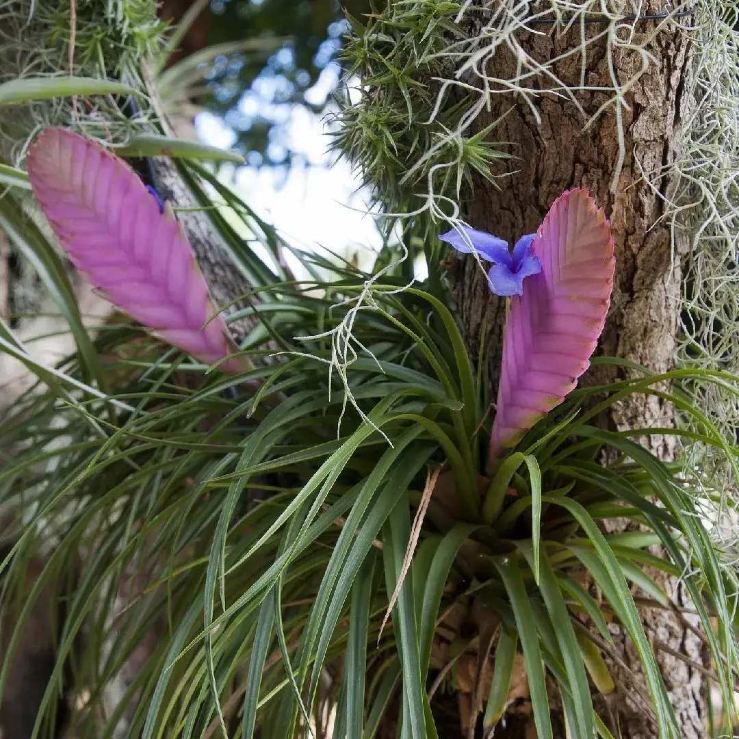 Tillandsia