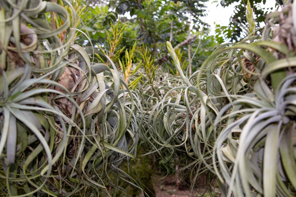 Tillandsia xerographica