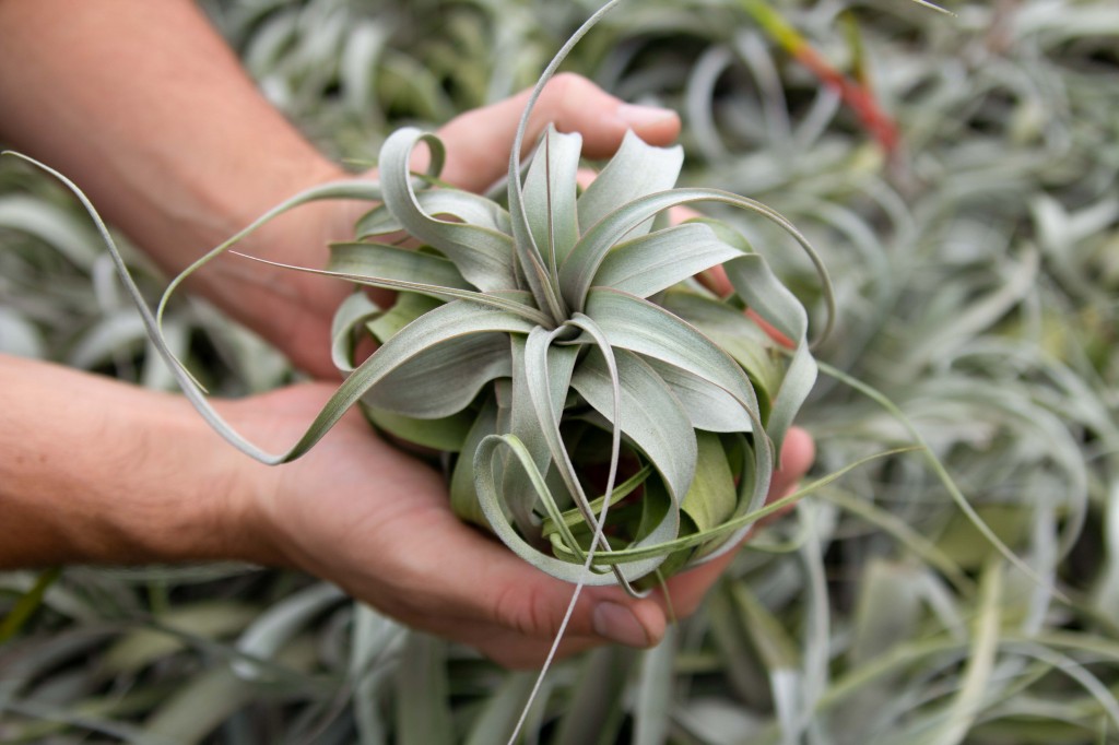 Tillandsia_Xerographica