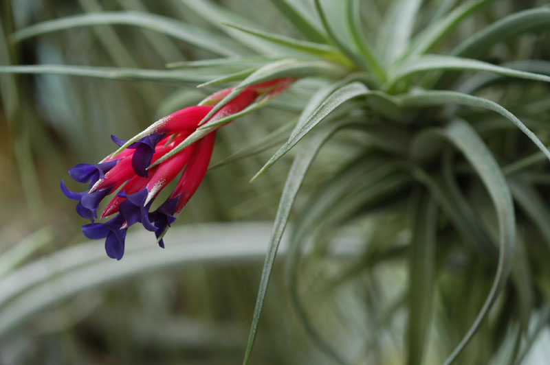 Tillandsia_aeranthos