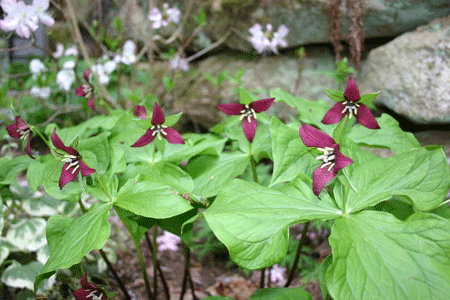 Trillium Erectum4