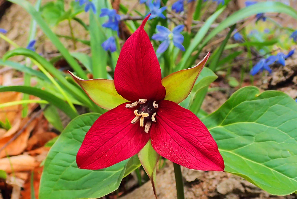 Trillium Erectum4