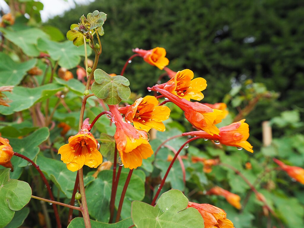 Tropaeolum_tuberosum