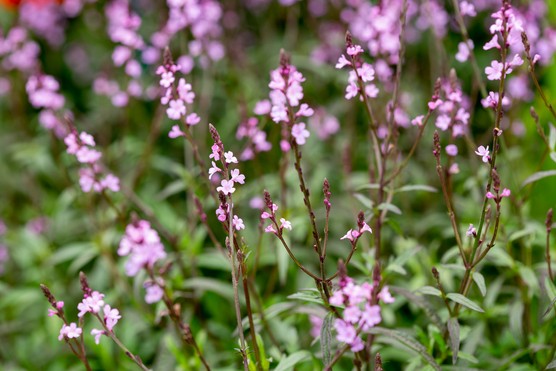 Verbena officinalis