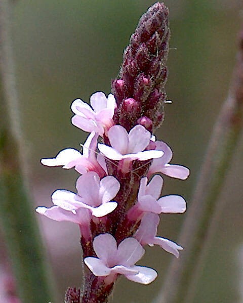 Verbena-officinalis