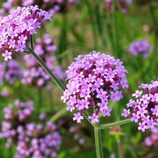 Verbena officinalis