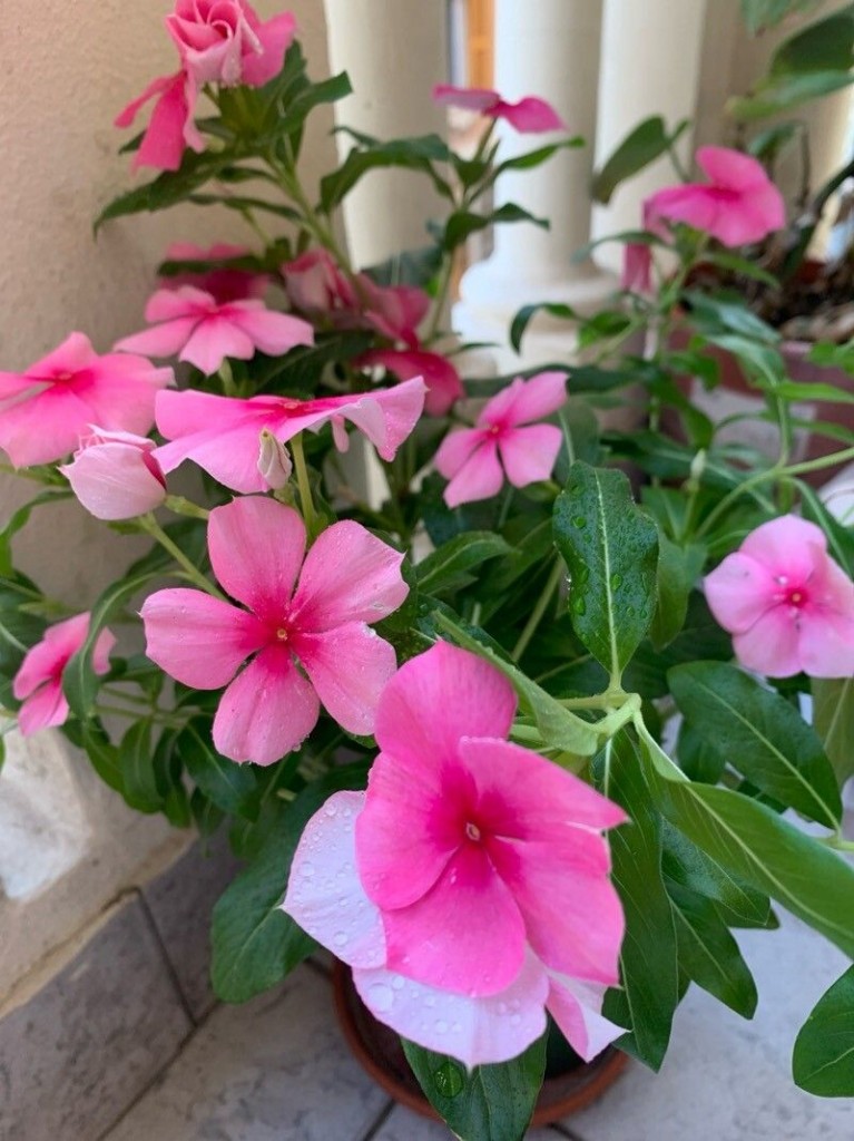 Vinca erecta