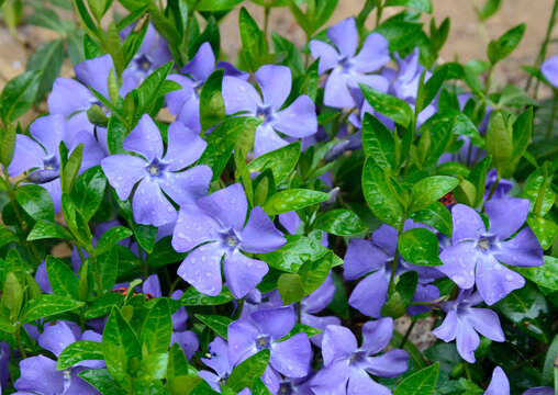 Vinca herbácea